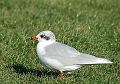 mediterranean gulls, gull-07